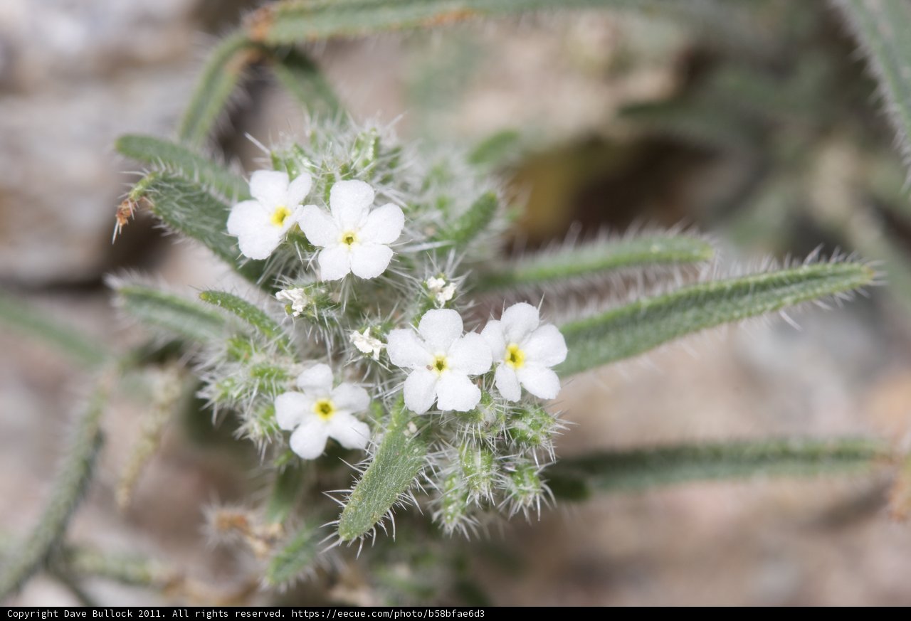 Tiny Daisy on a Rocky Terrain
