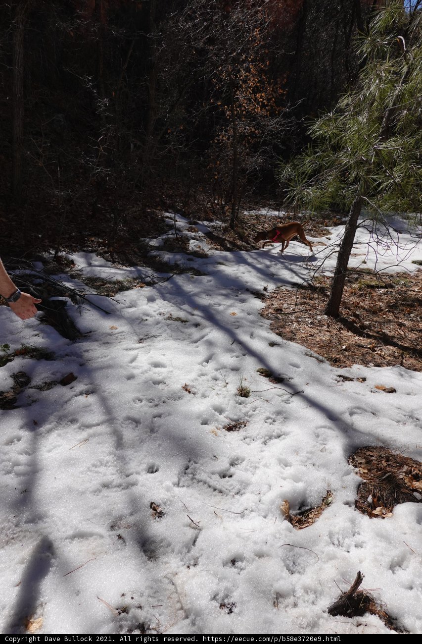 A Frisbee Adventure in the Snowy Grove