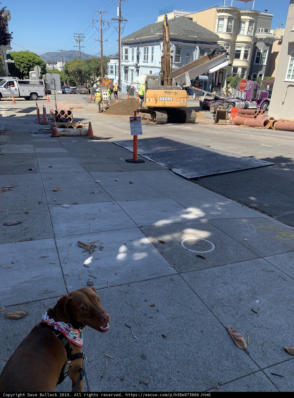 Pooch Patrol