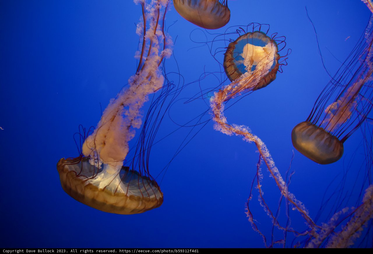 Ethereal Dance in Monterey Bay