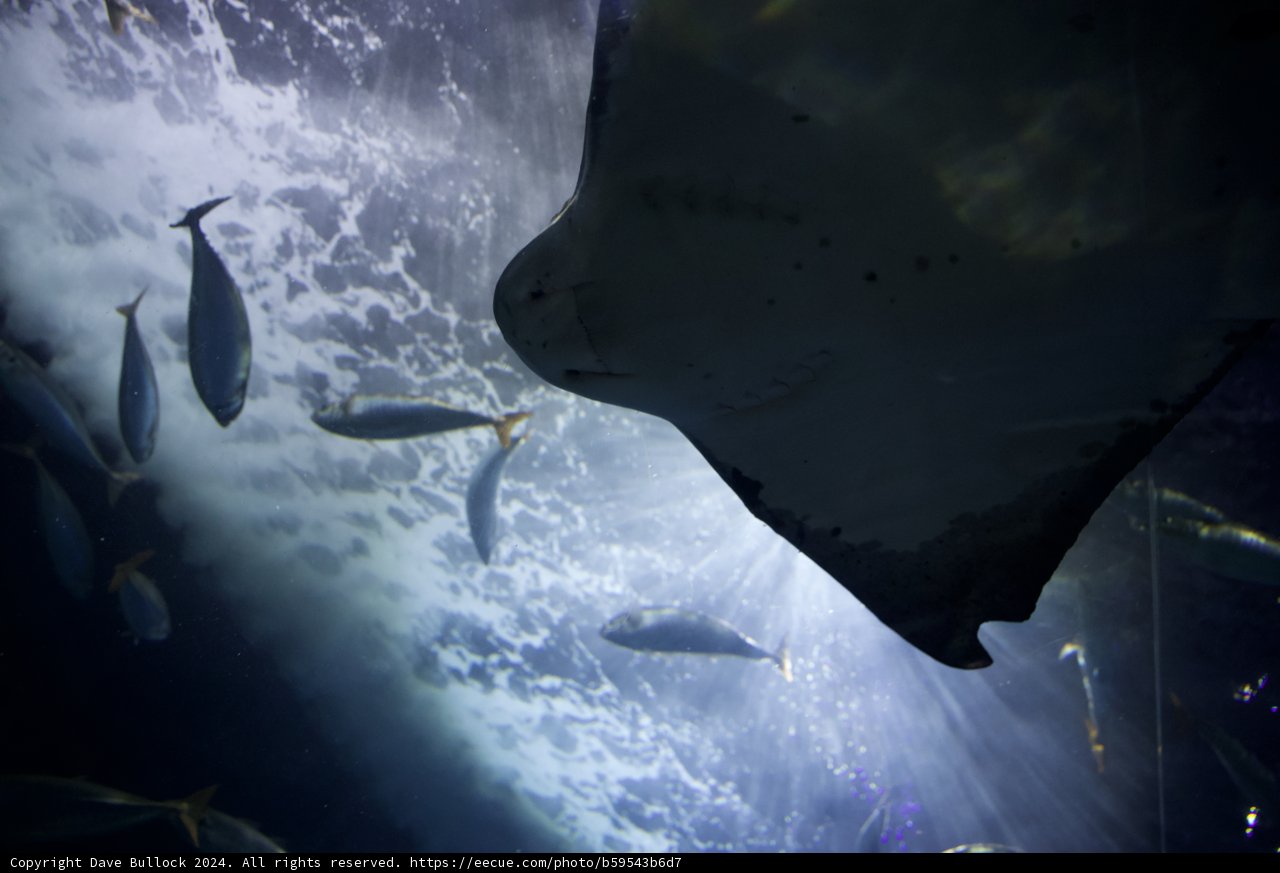 Aquatic Majestic: The Encounter with Sea Life