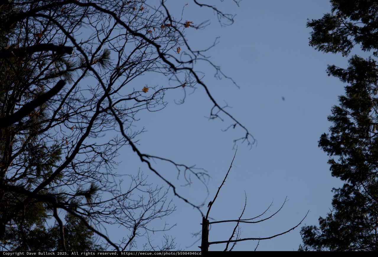 Bare Winter Branches Against Twilight Sky in Yosemite