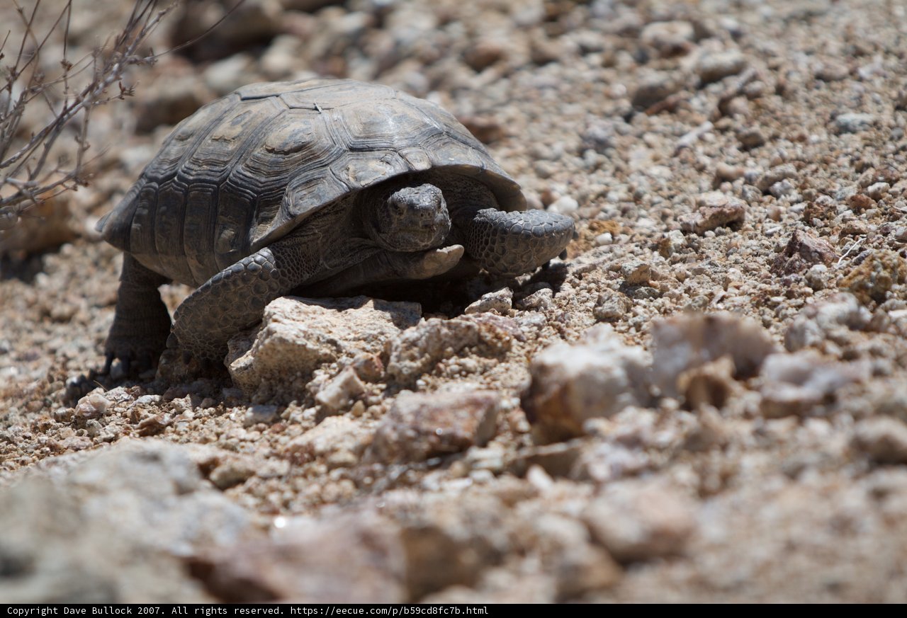 Slow and Steady in the Desert