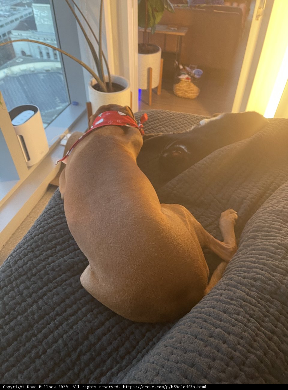 Cozy Canine on the Couch