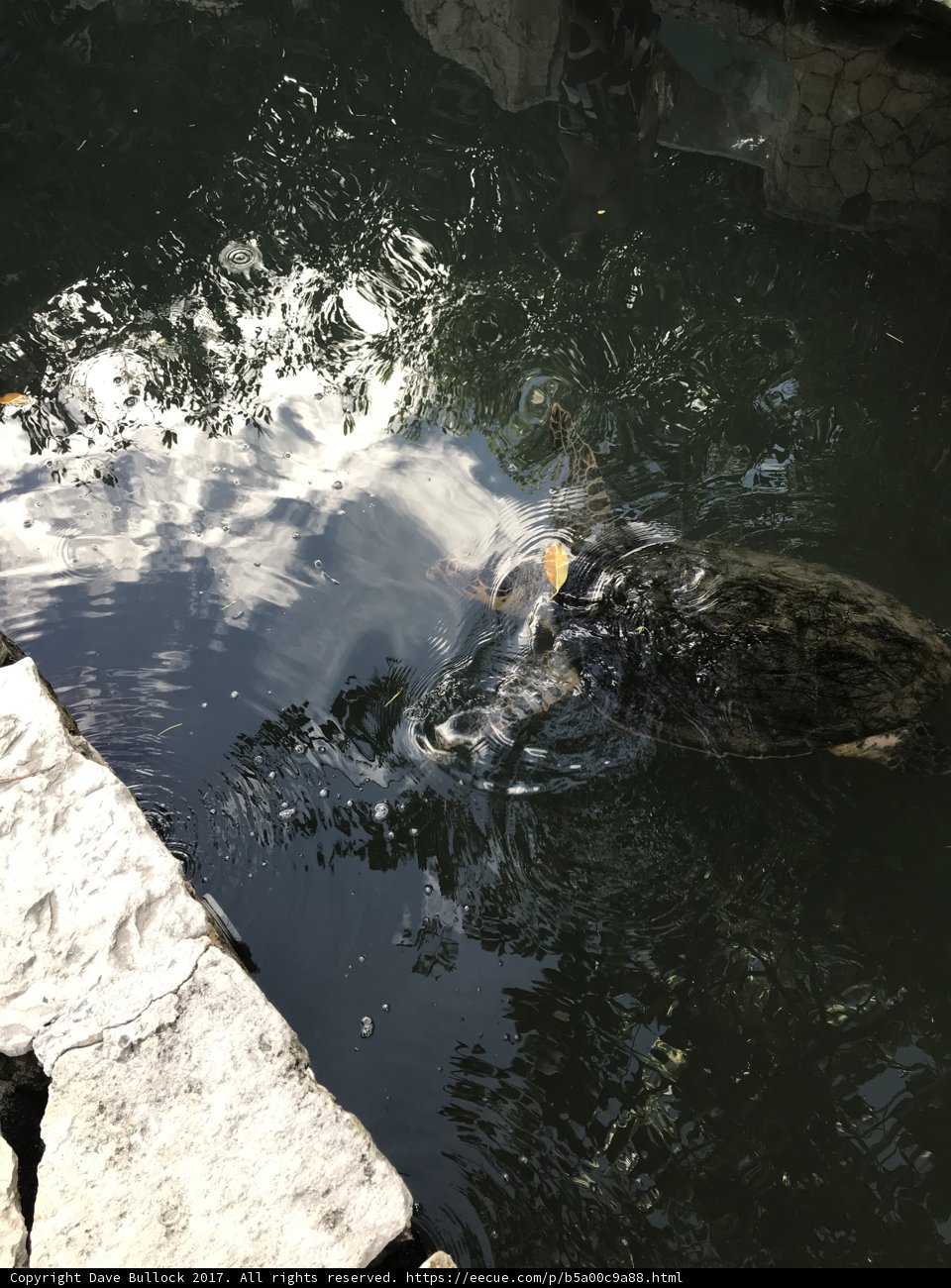 A Turtle's Oasis