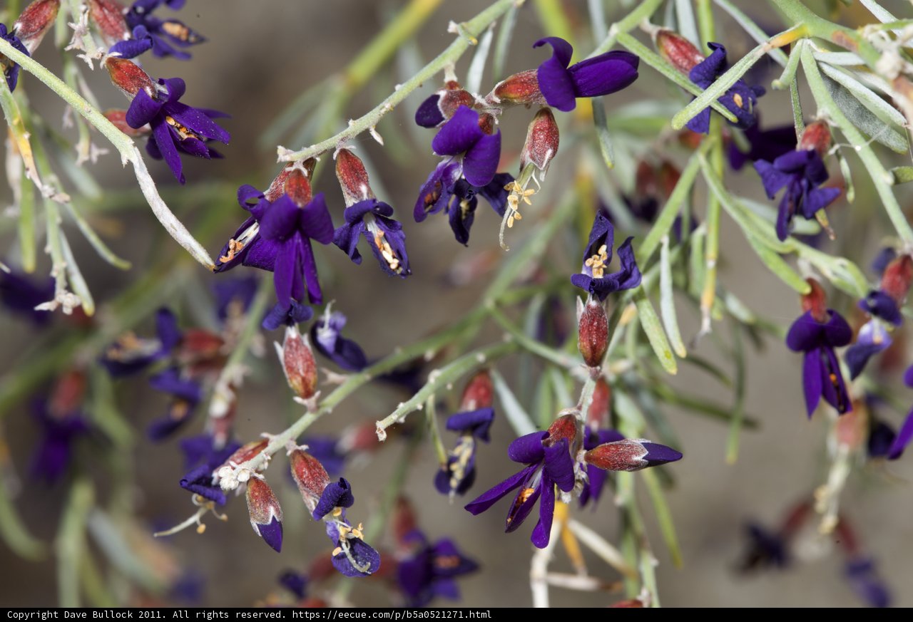 Captivating Purple Flowers