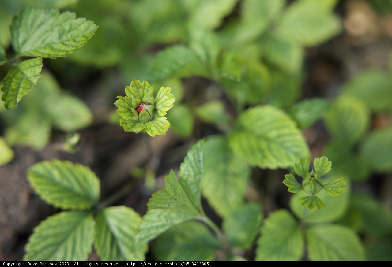 The Blooming Mint: A Visitor's Glimpse from San Francisco