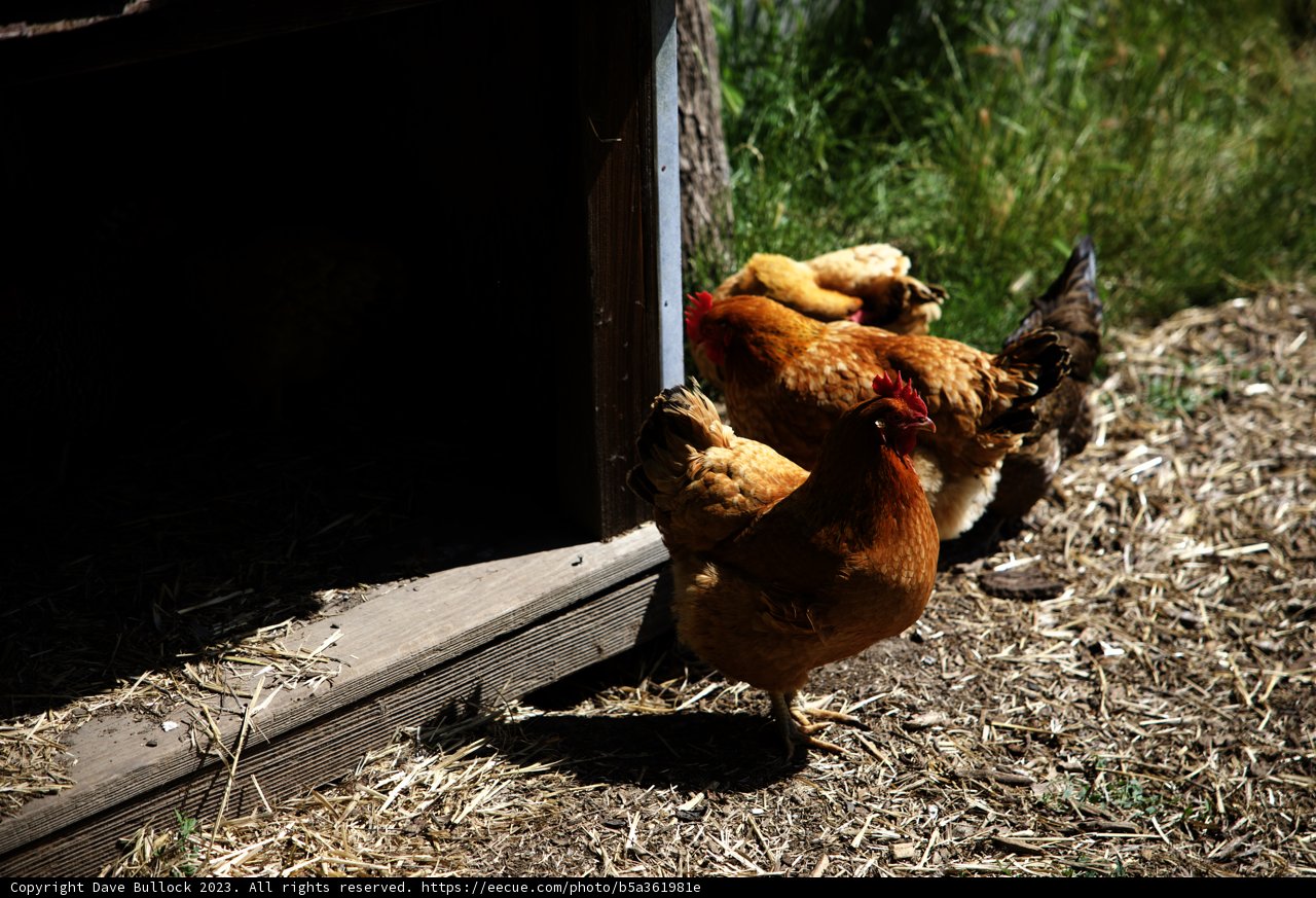 Feathered Students of Regenerative Gardening