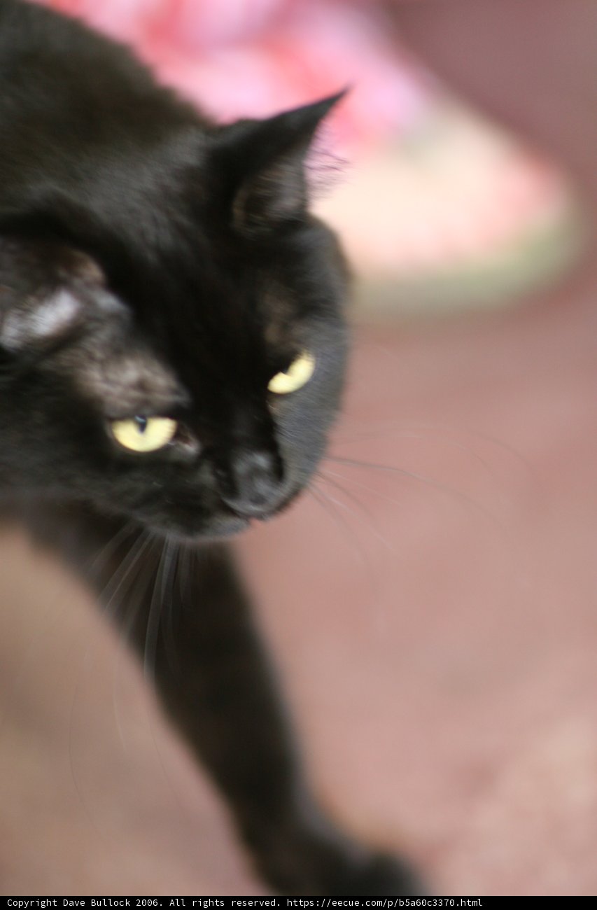 Mysterious Black Cat