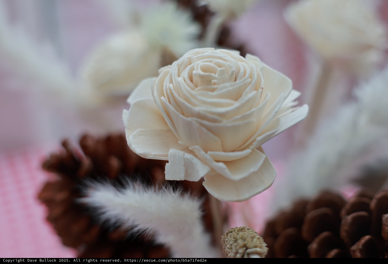 Delicate Sola Wood Rose Among Winter Pine Cones
