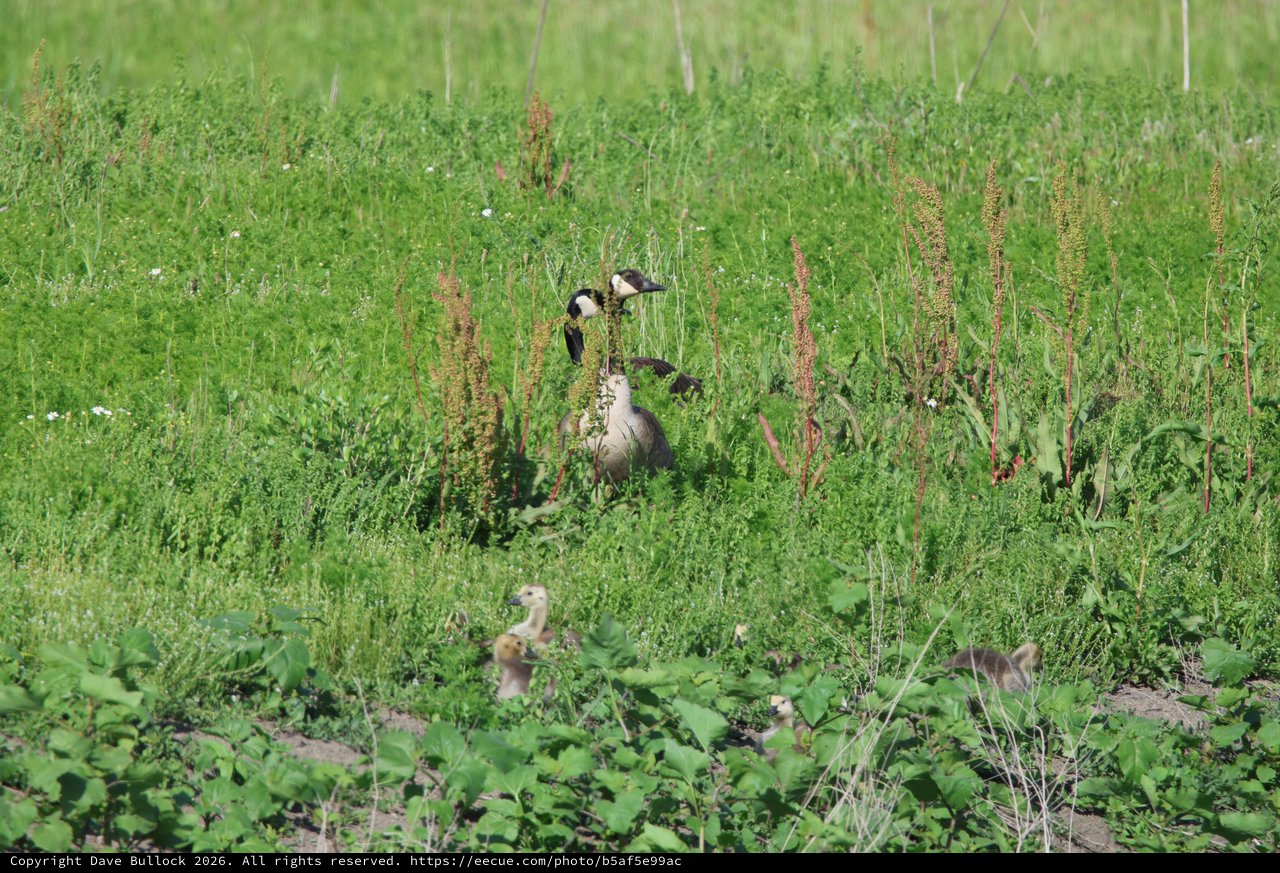 Canada Geese with Goslings in Wetland Grassland