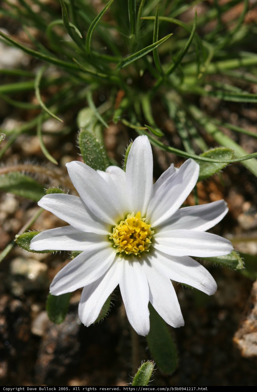 Delicate Daisy
