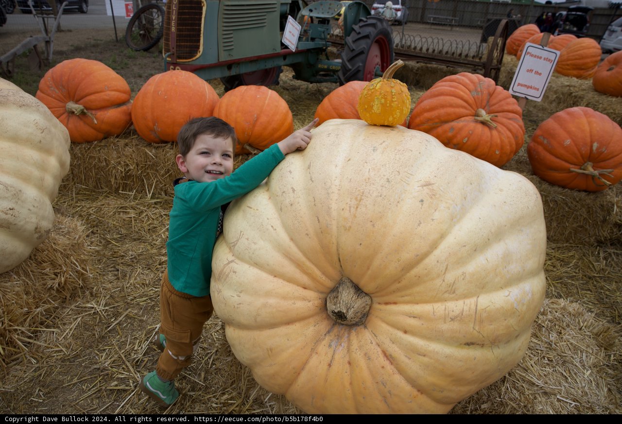 Harvest Joy