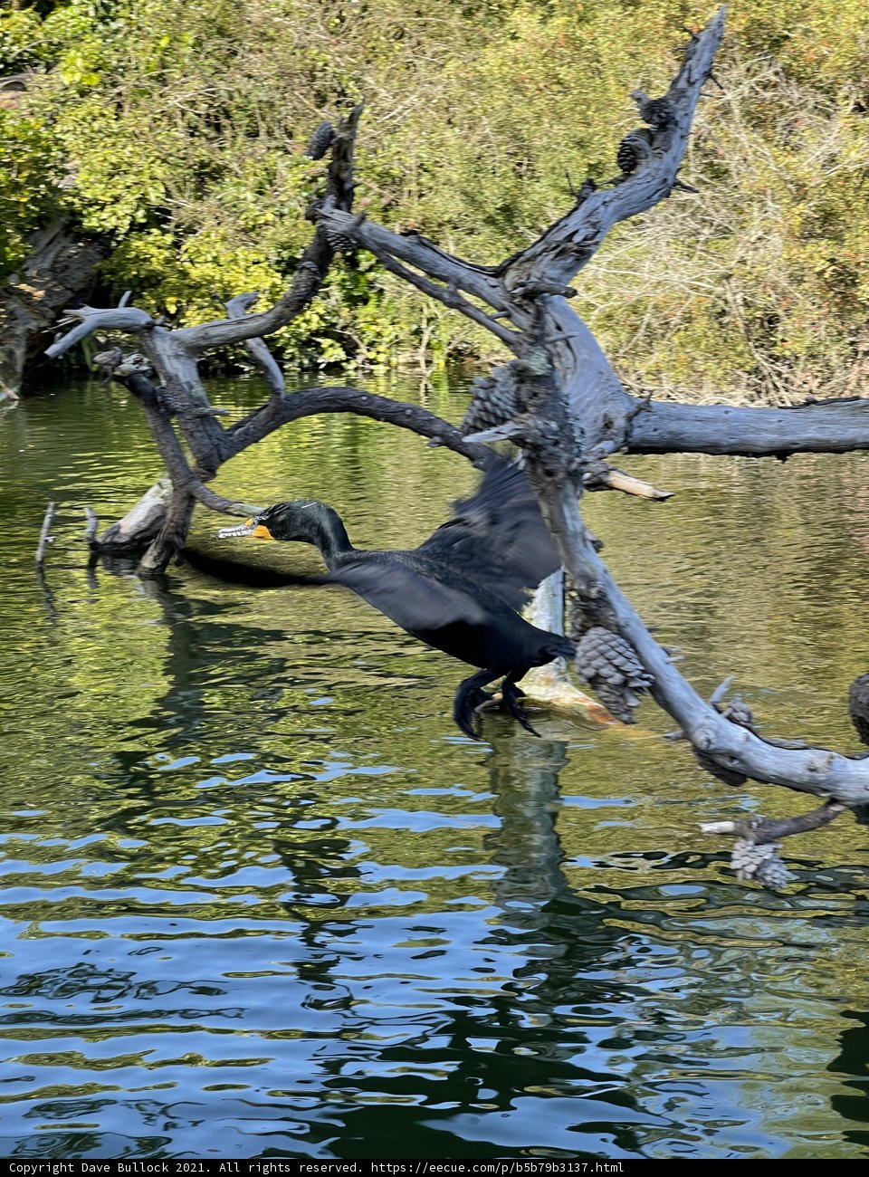 Flight Over Stow Lake