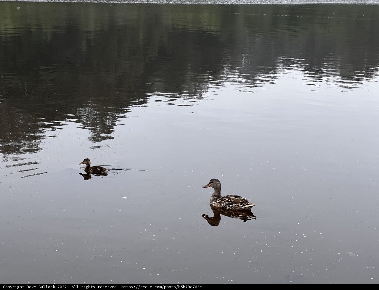 Serene Ducks at Mountain Lake