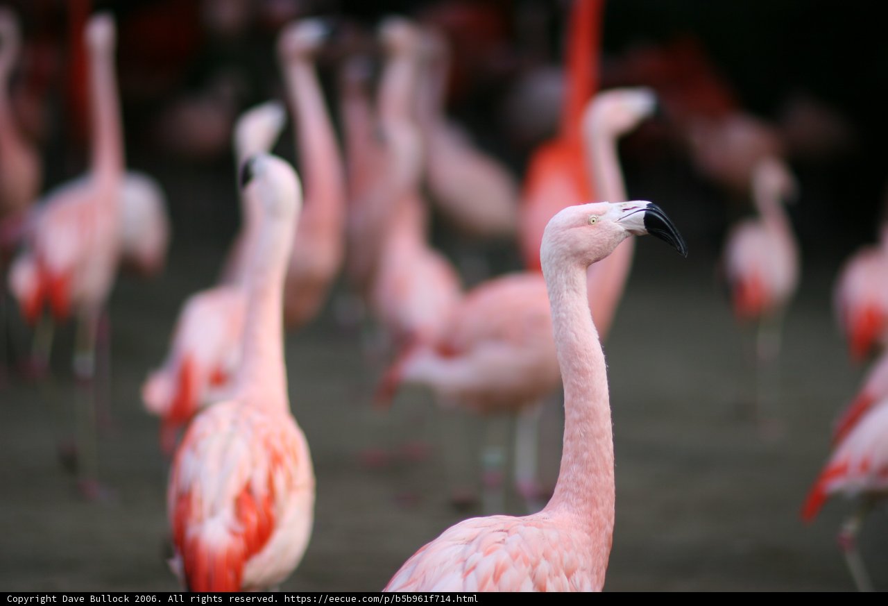 Flock of Flamingos