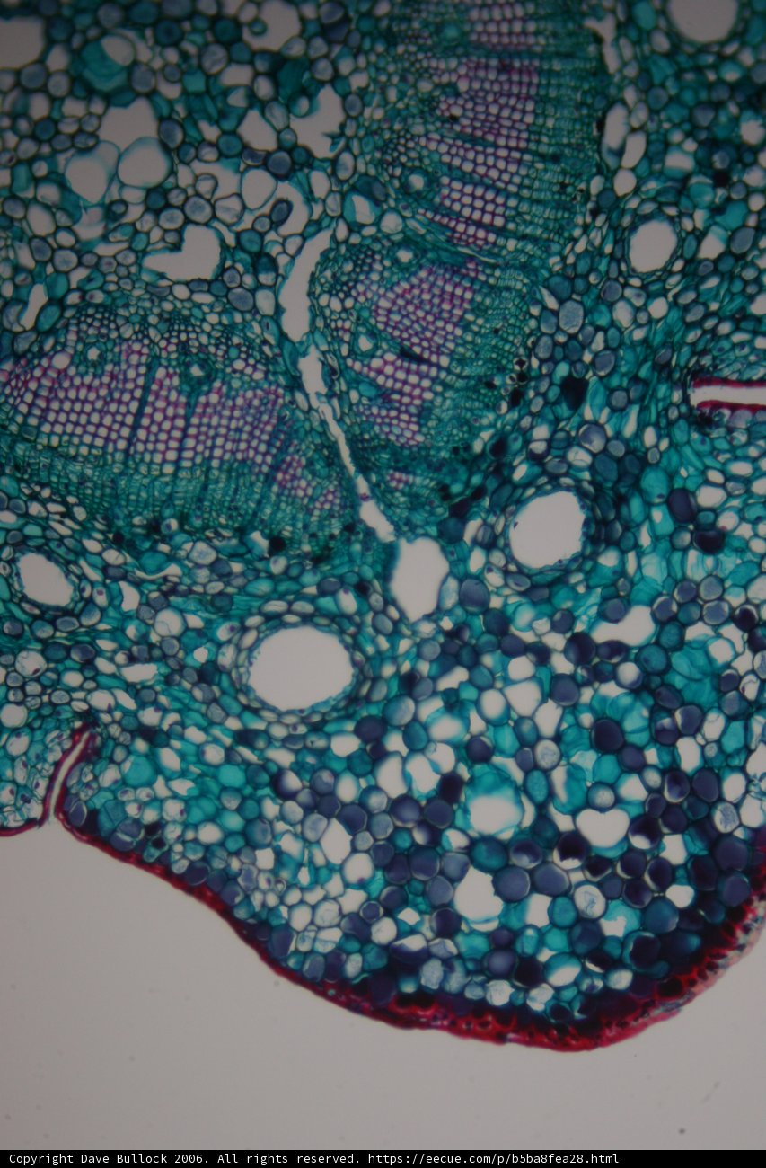 Microscopic Beauty of a Plant Cell