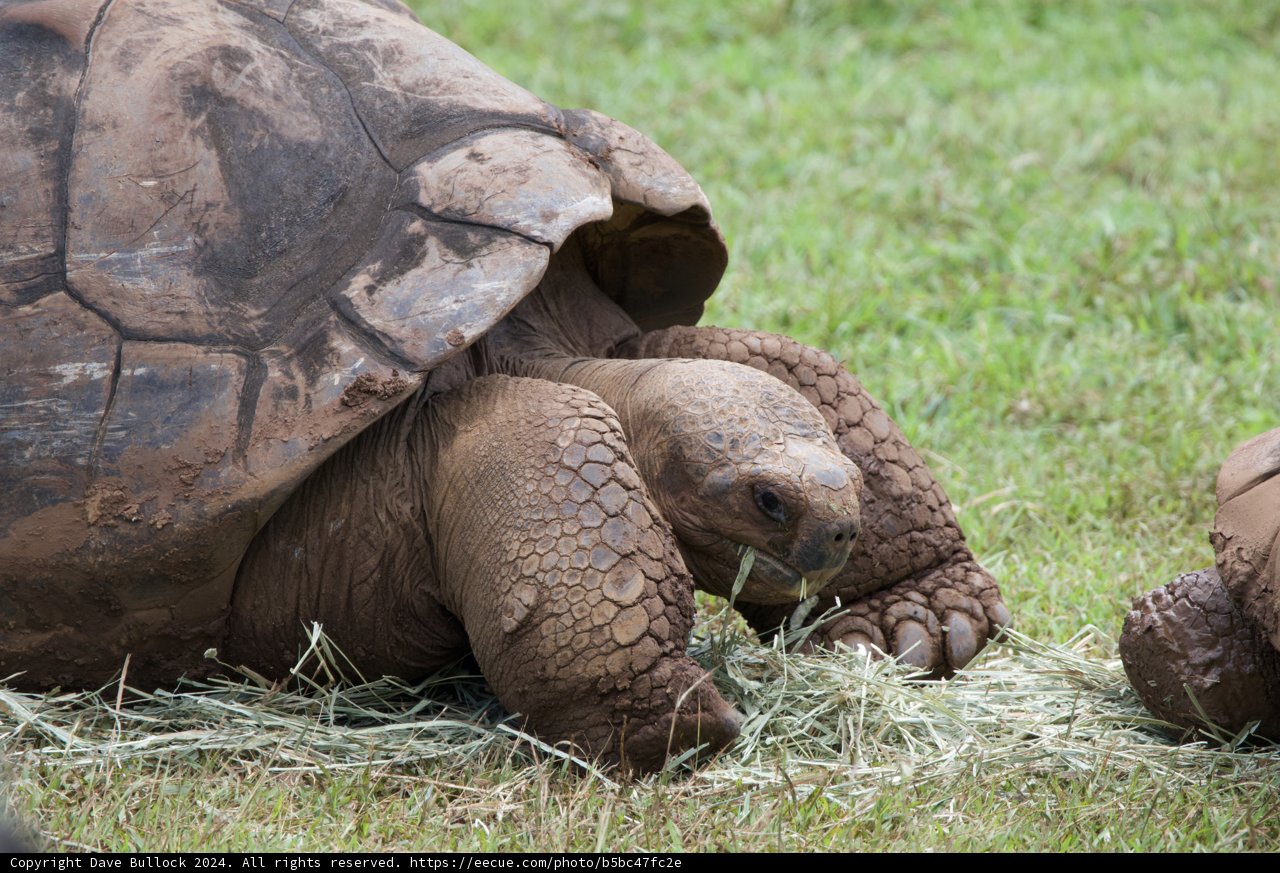 Gentle Giants at Rest - Honolulu Zoo, 2024