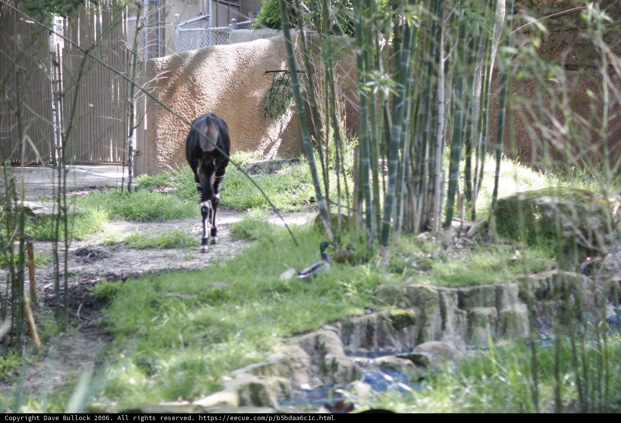 Mysterious Black Animal in the Zoo