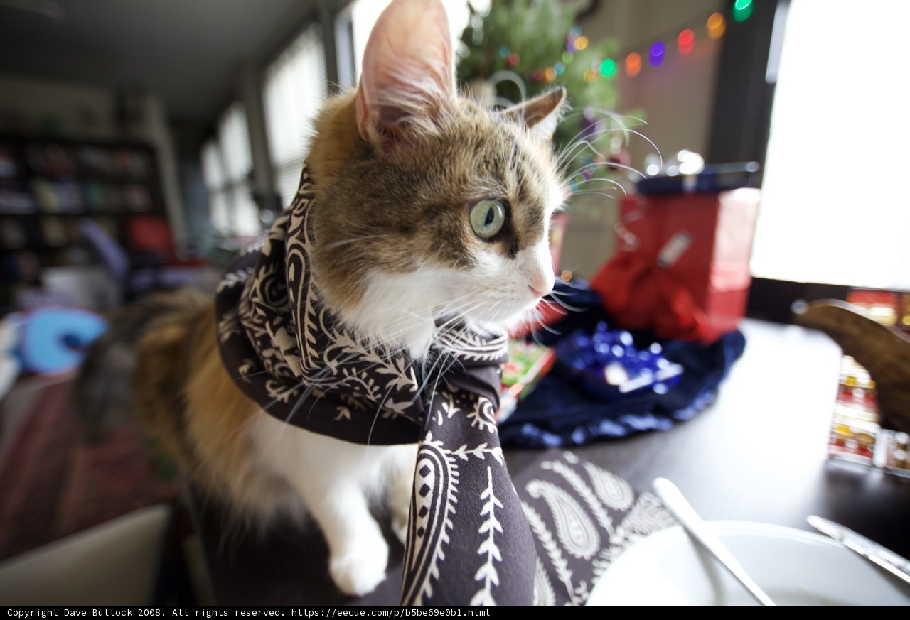 Festive Feline