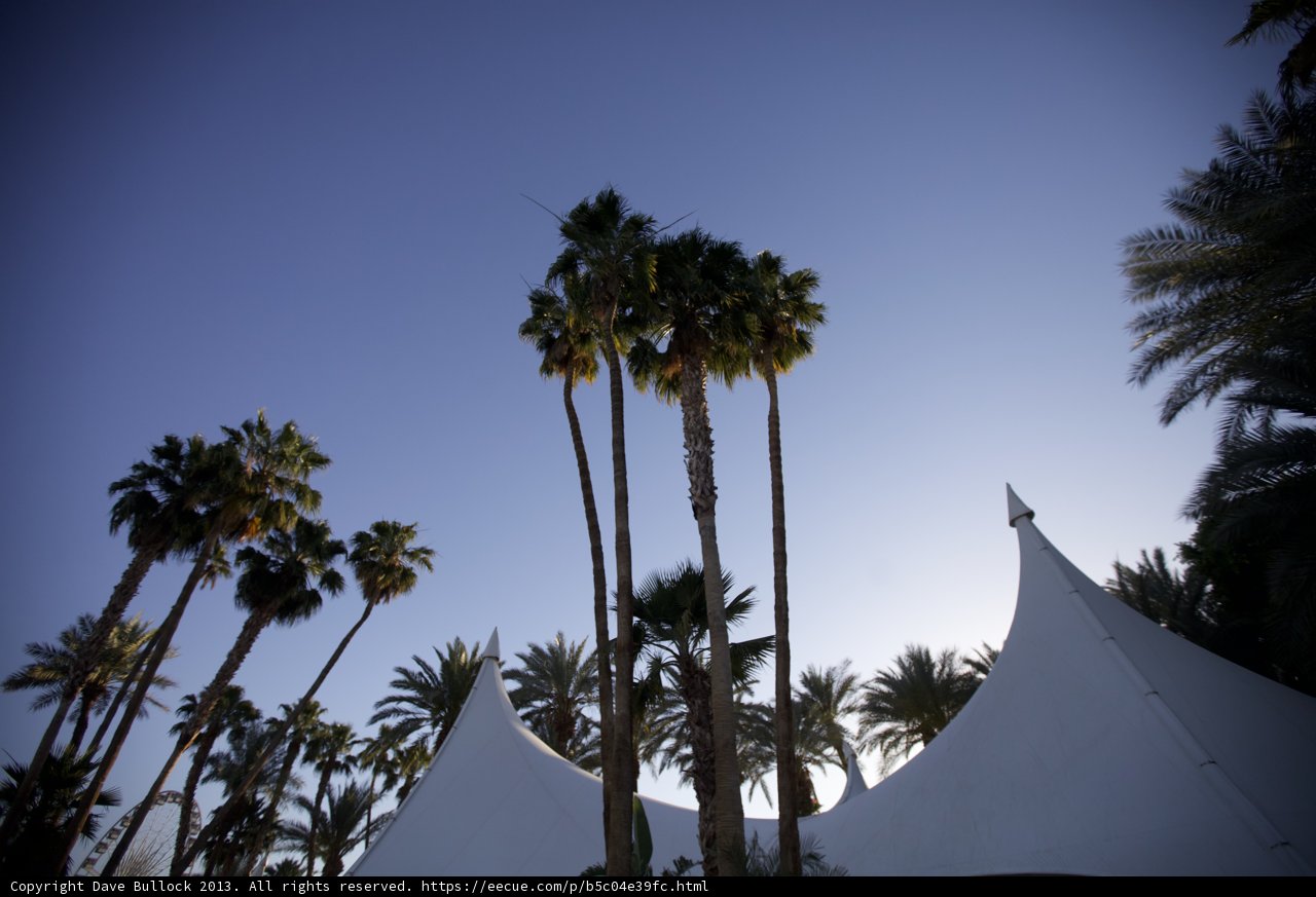 Summer Camping under Palm Trees
