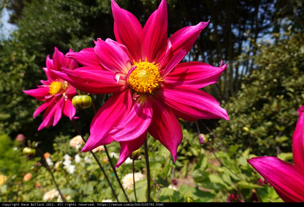 Pink Dahlia Blossom