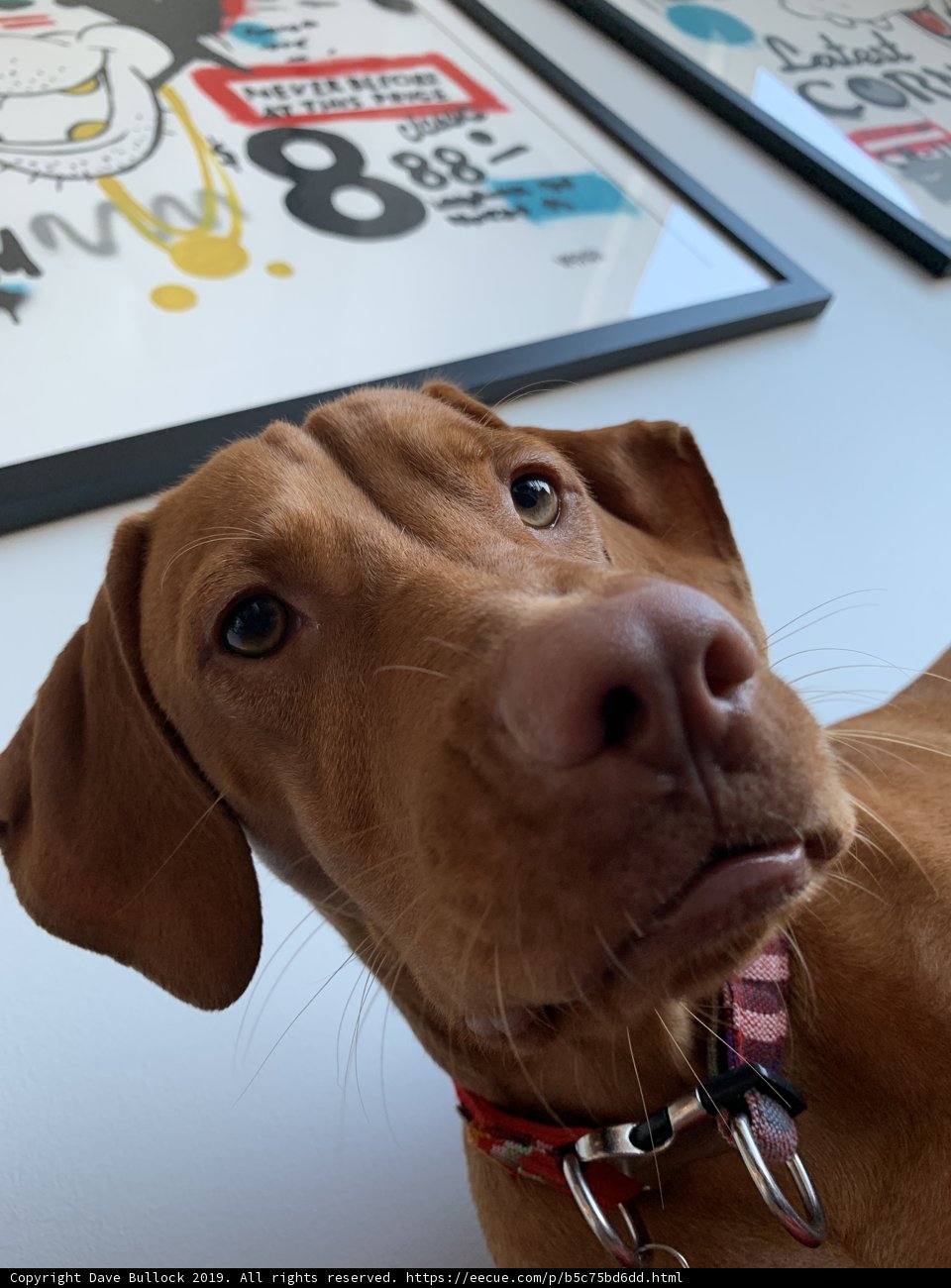 The Vizsla Who Stole Our Hearts