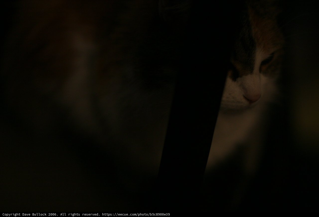 Nighttime Companion