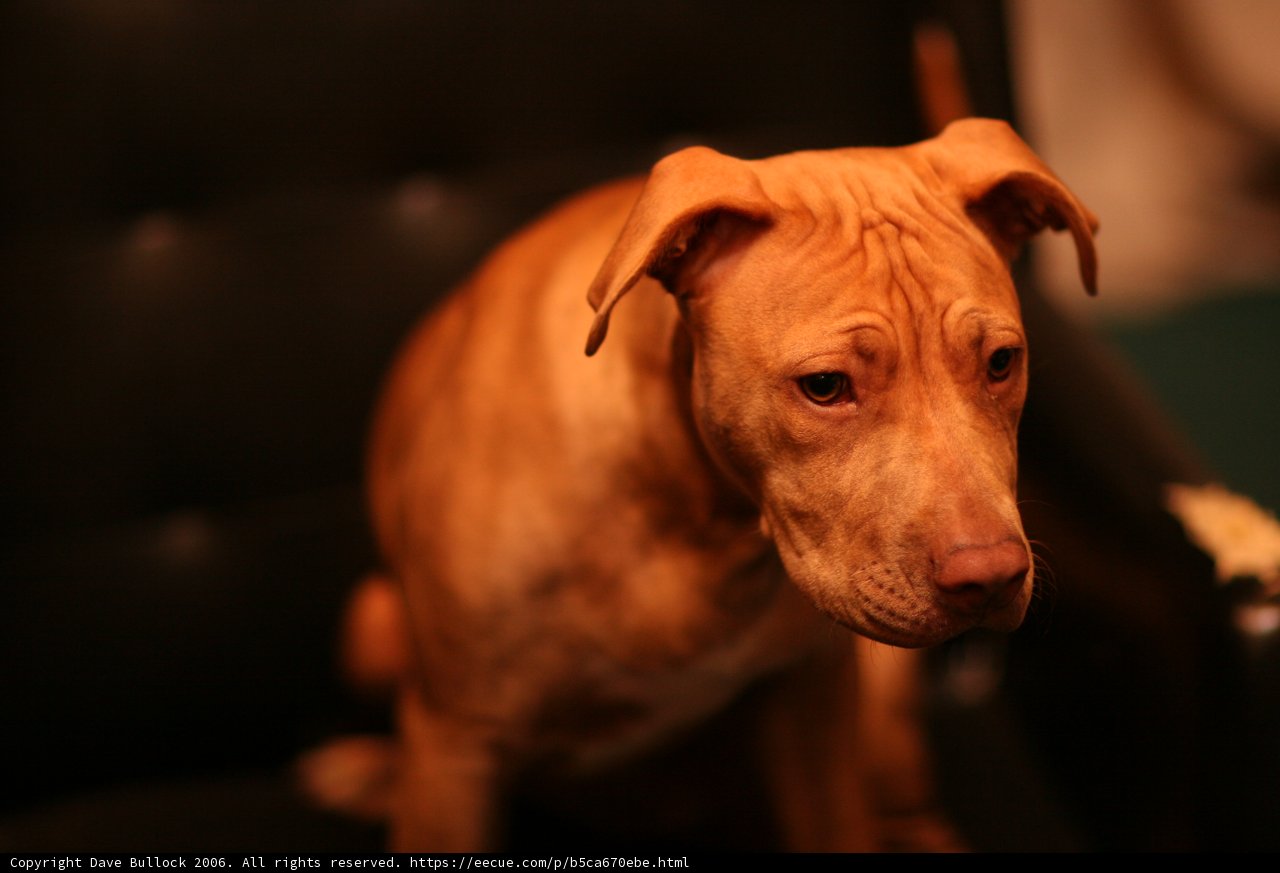 Brown Dog Takes Over Black Chair