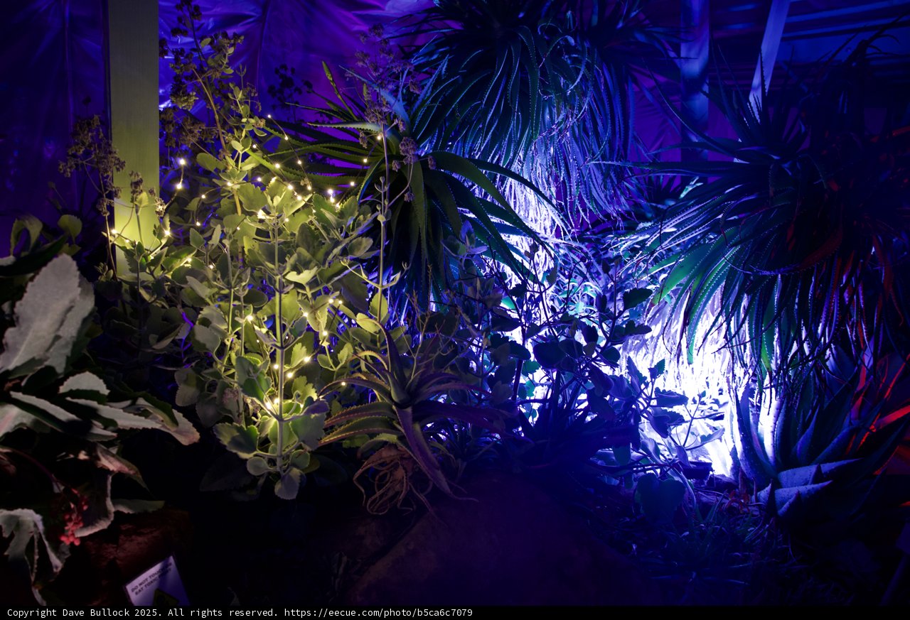 Enchanted Night at Ruth Bancroft Garden