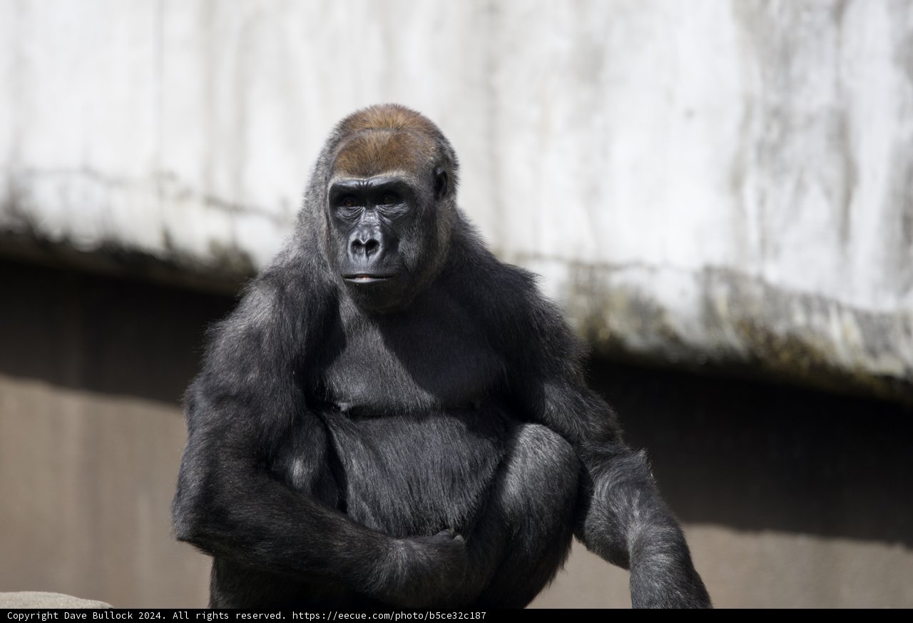 Gentle Giant of SF Zoo