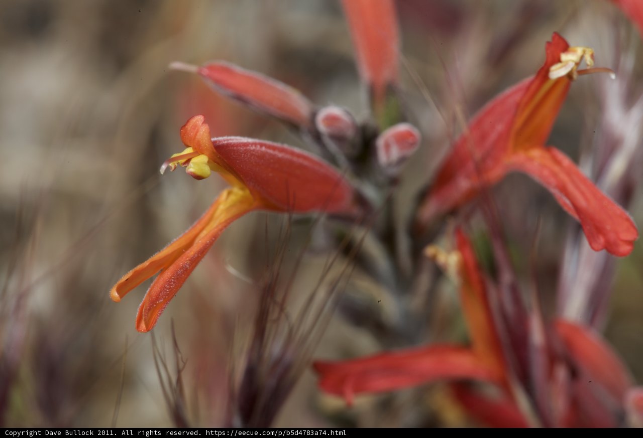 Vibrant Red Acanthaceae Flowers