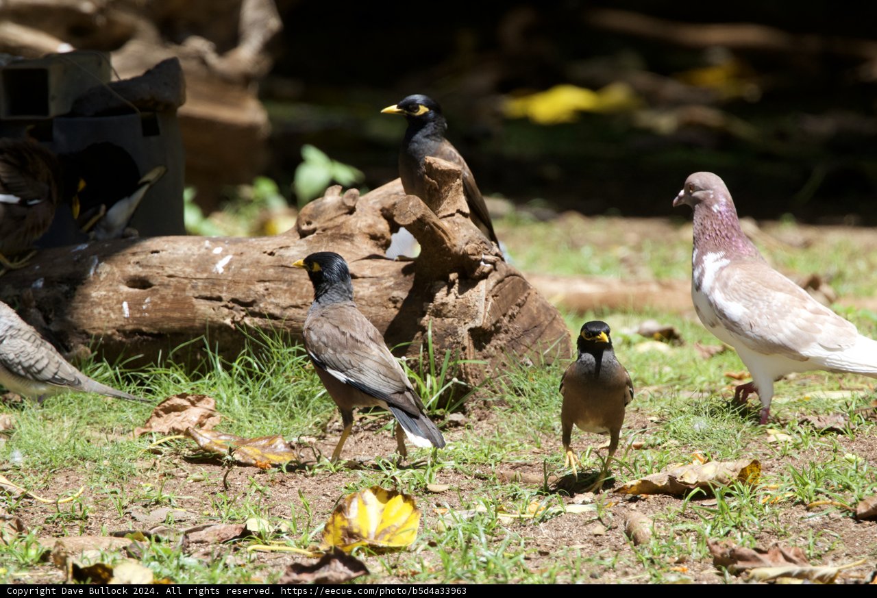 Avian Assembly at Honolulu Zoo