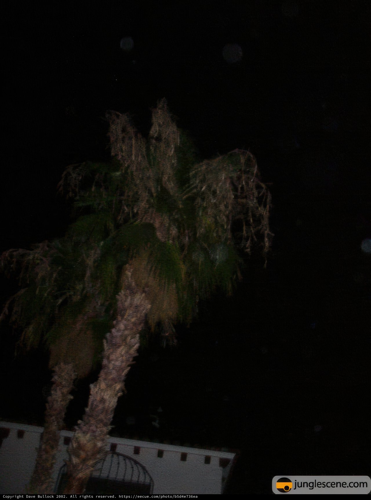 Illuminated Palm Tree