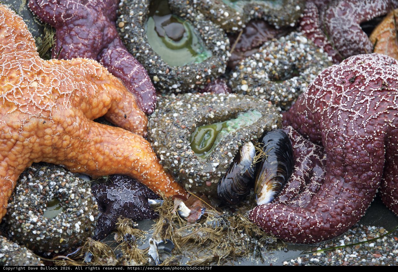 Vibrant Sea Stars Clustered in Pacific Tide Pool