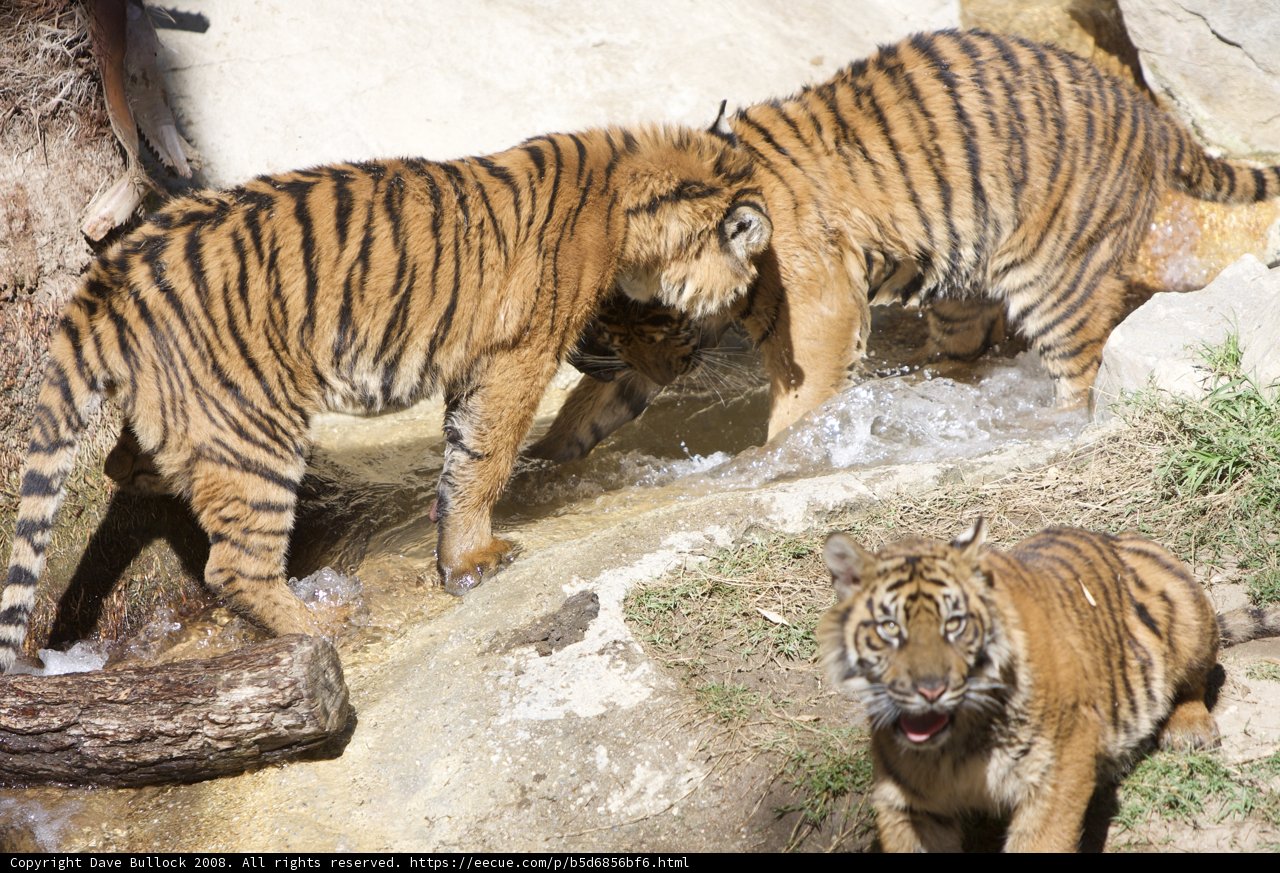 Tigers Quenching Their Thirst