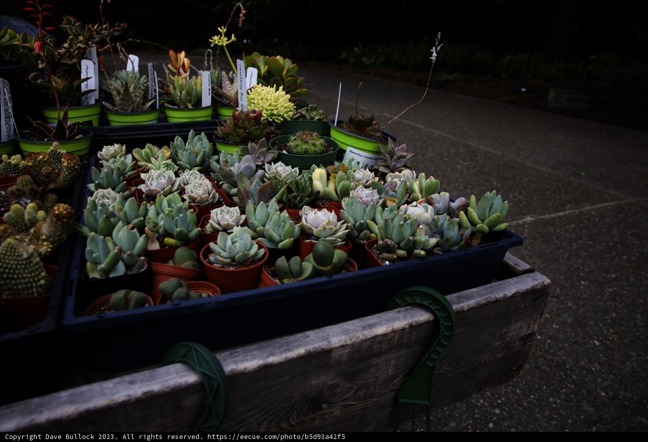 Succulent Oasis at San Francisco Botanical Garden
