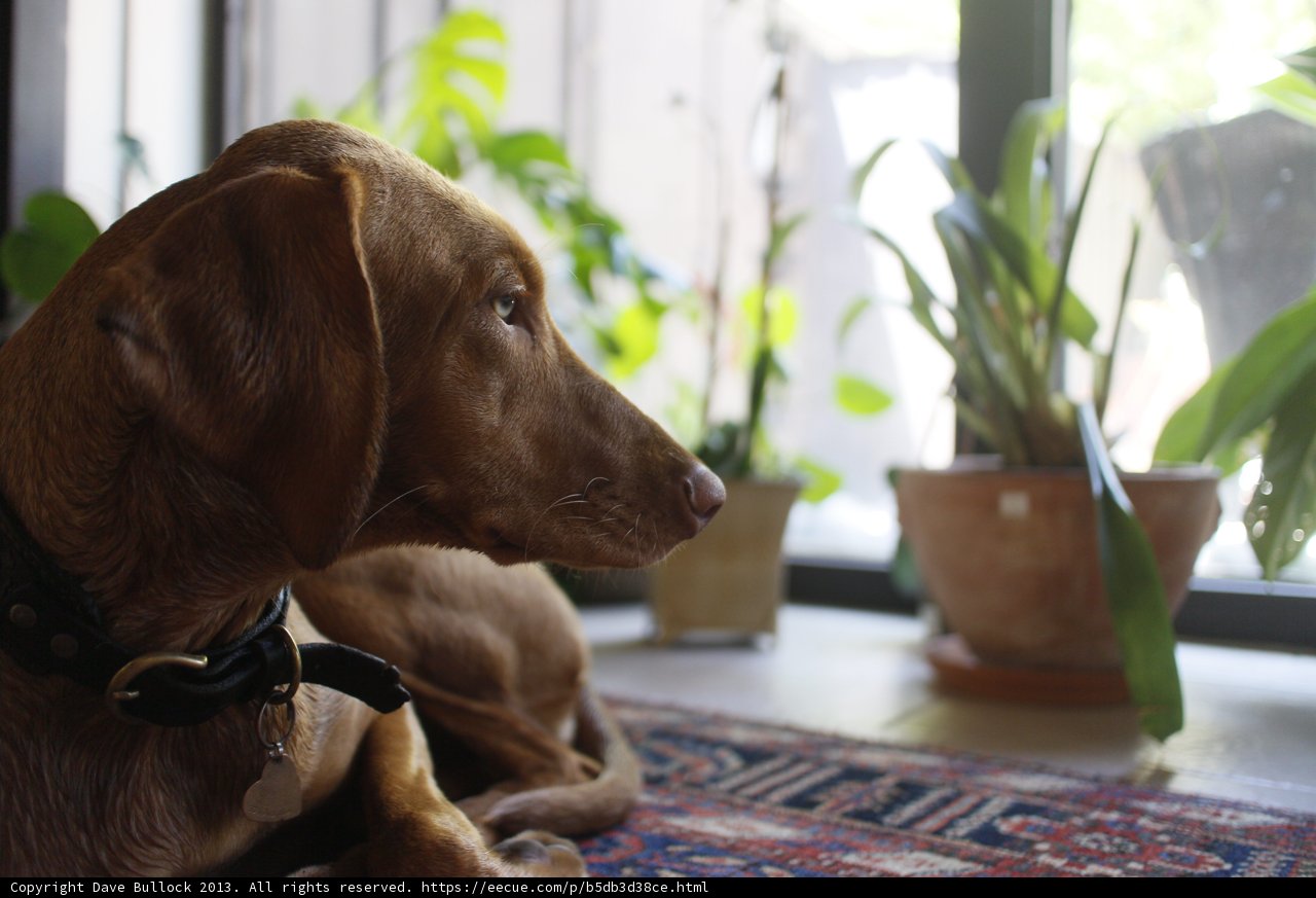 Serene Vizsla with Potted Plants