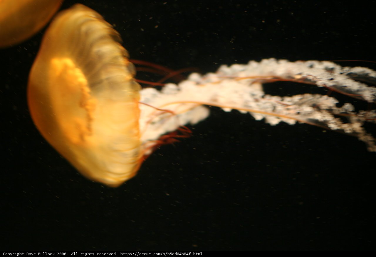 Majestic Jellyfish in its Element