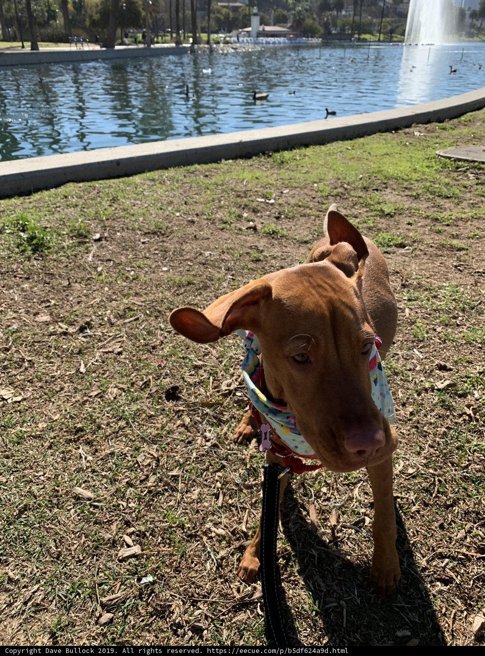 Leashed Vizsla by the Lake