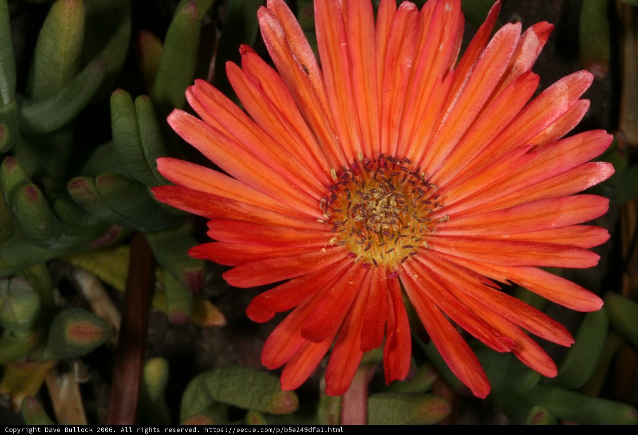 Vibrant Orange Daisy