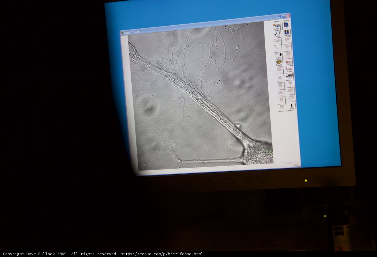 Digital Botany