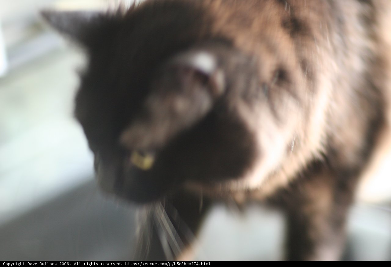 Feline Fuzziness