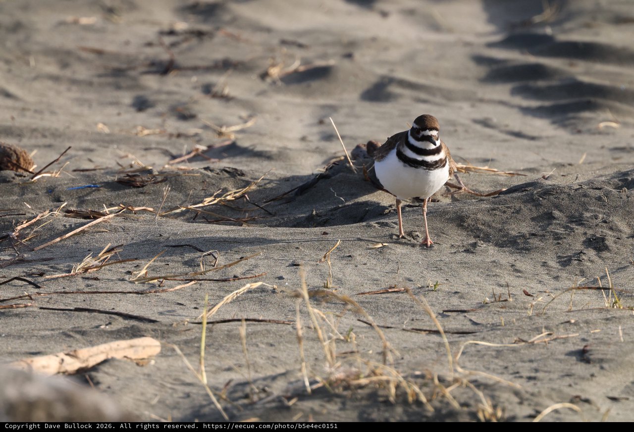 Killdeer Shorebird on Sandy Beach with Debris