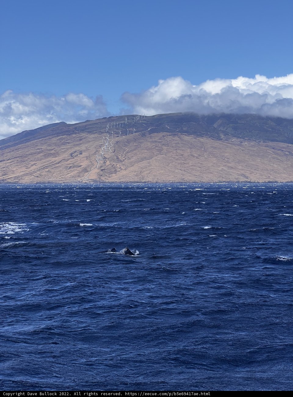 Majestic Whale in the Pacific