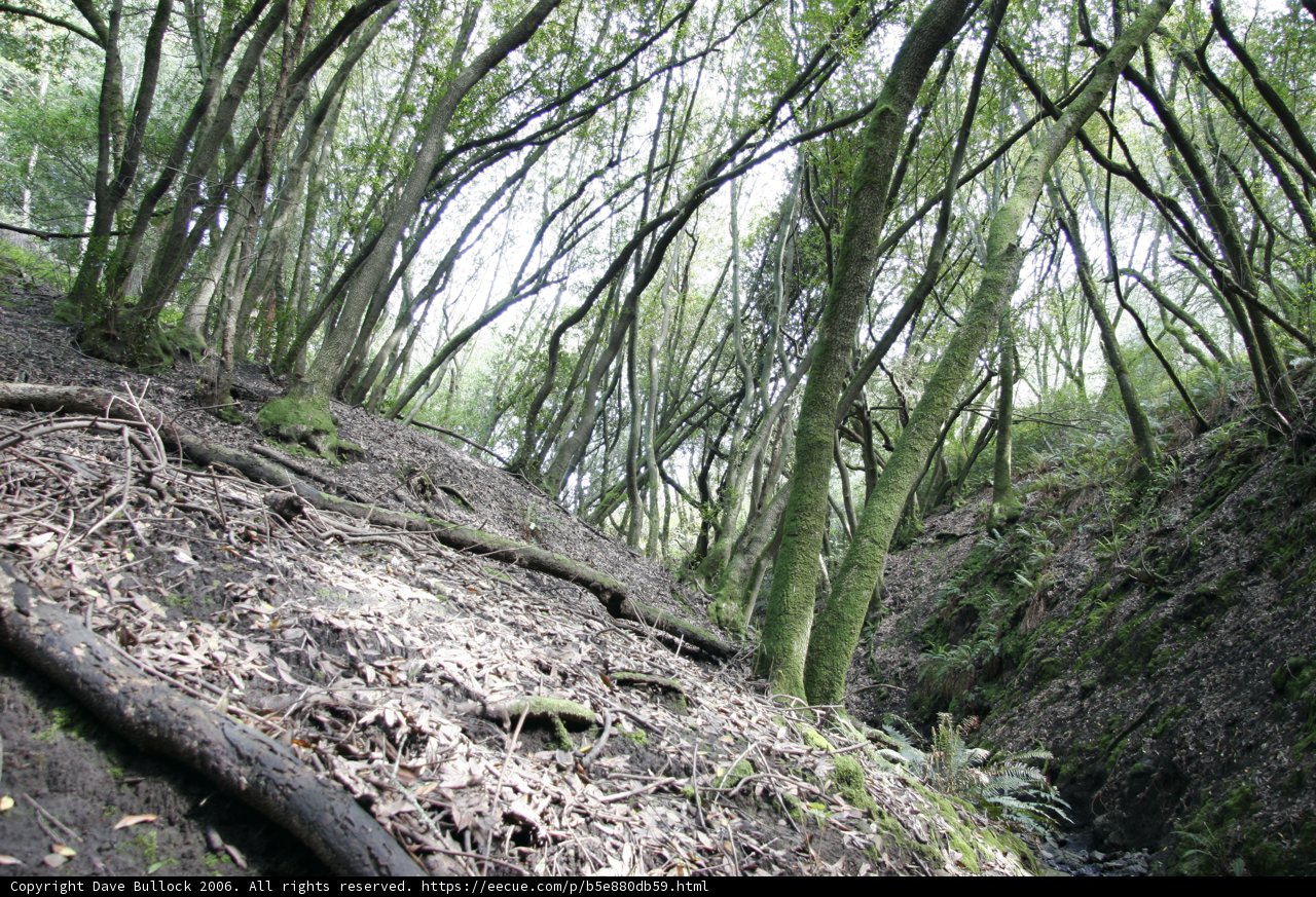 Serenity in the Woods