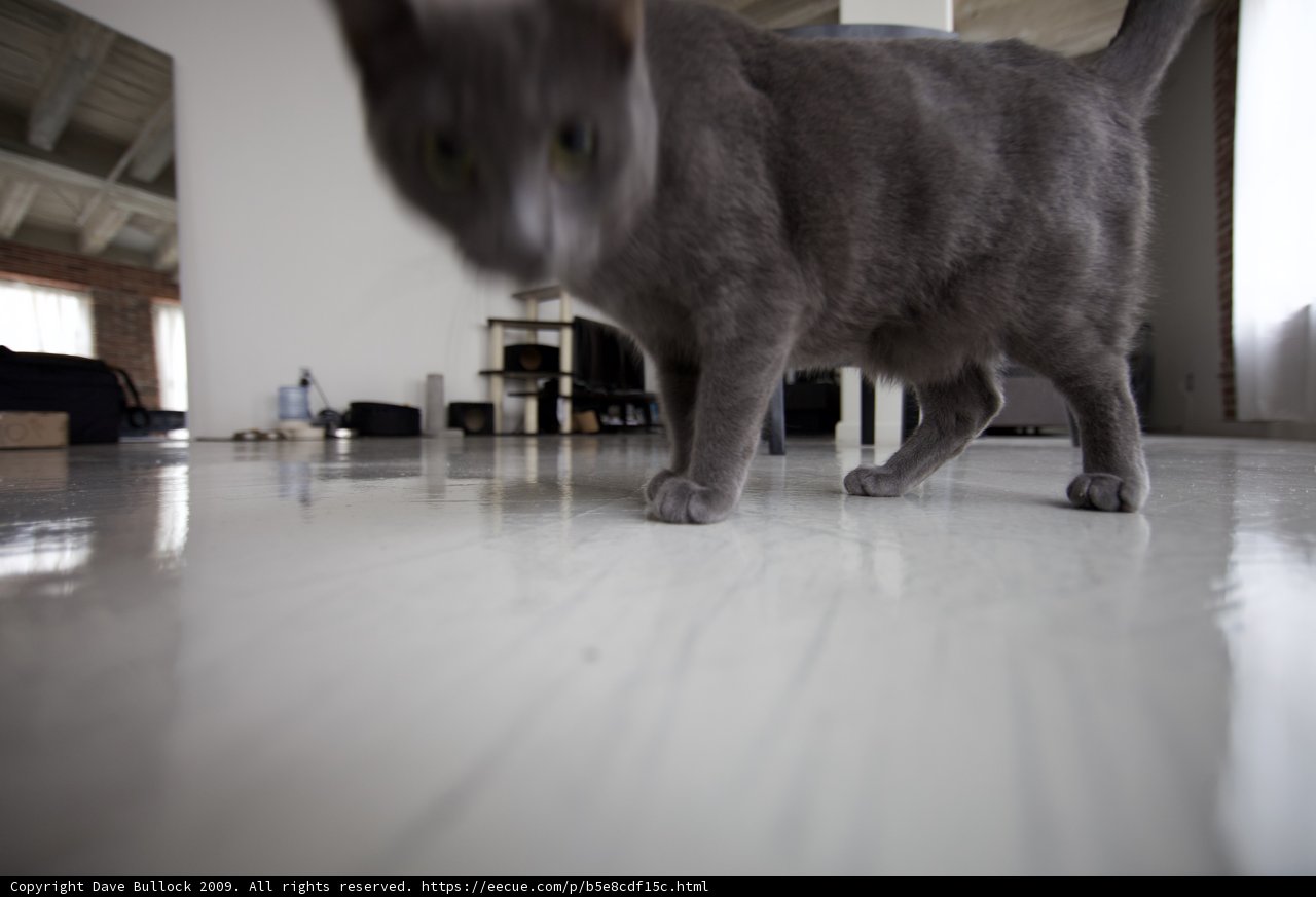 Feline Flooring Stroll