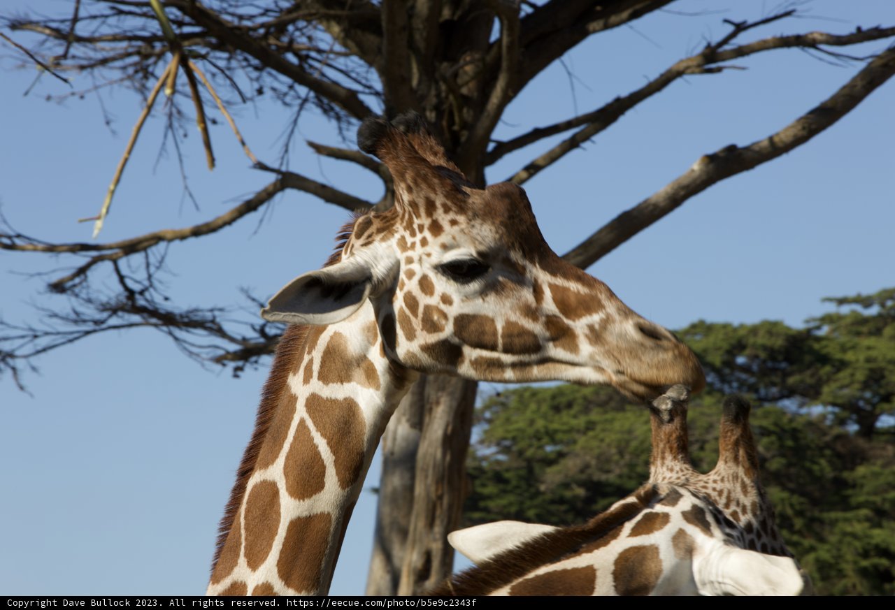 Spectacular Giants of the SF Zoo