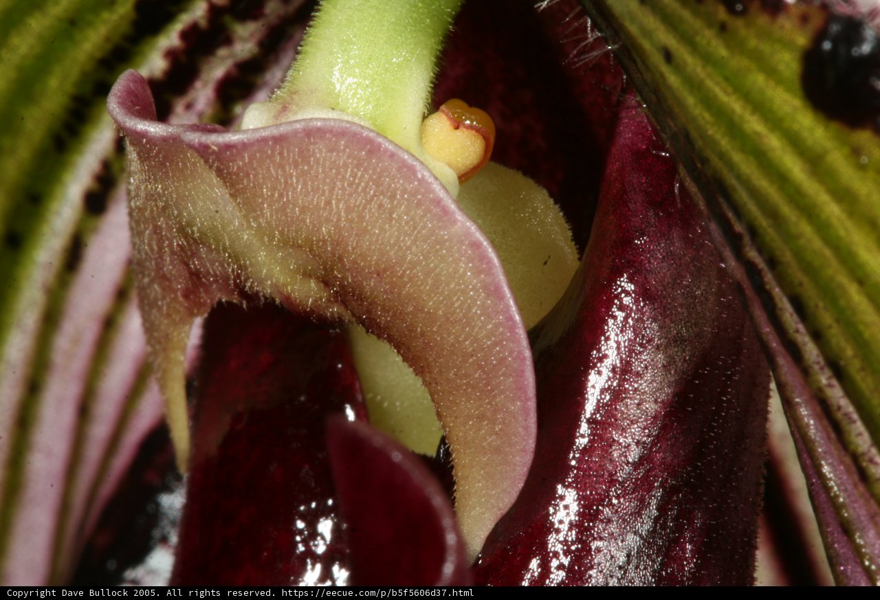 Green-Centered Flower Up Close