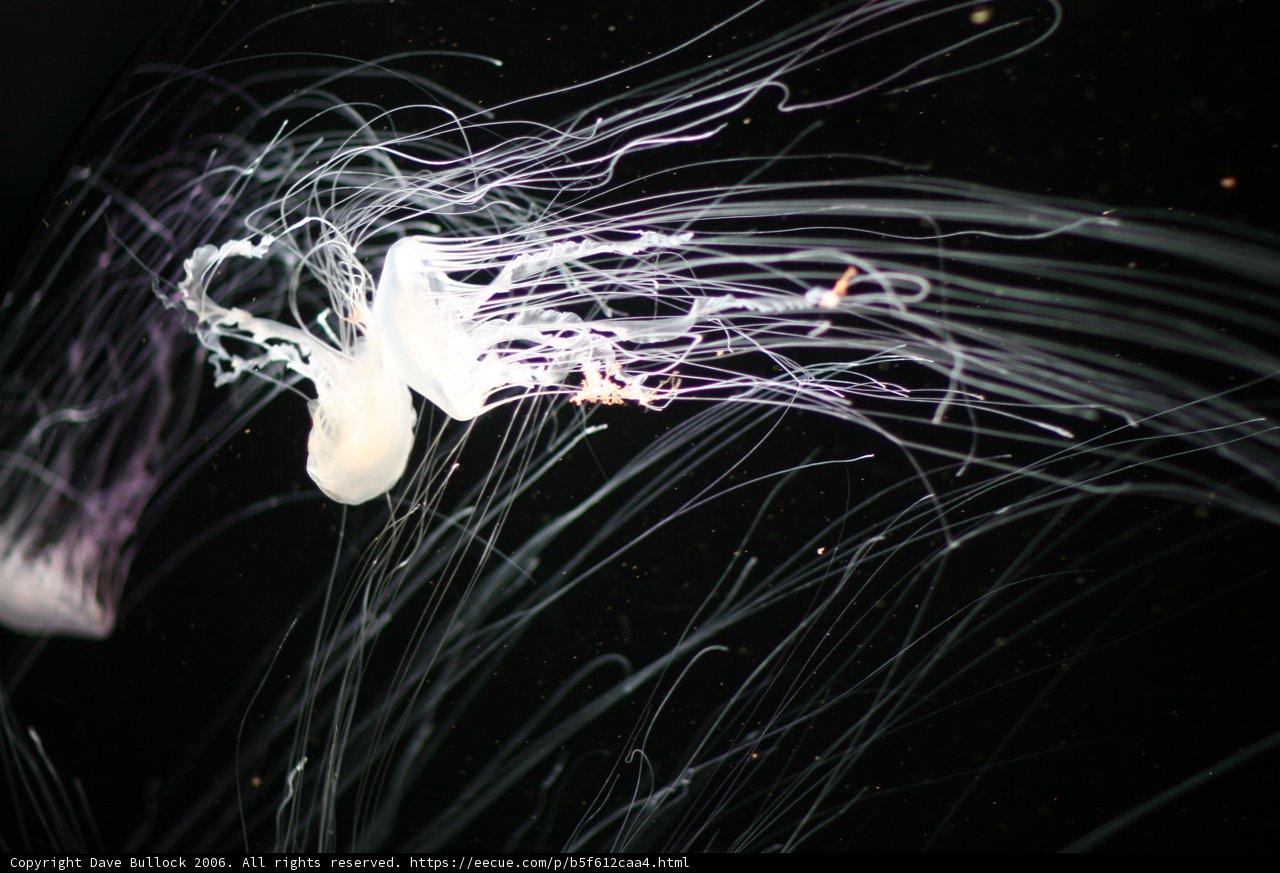 Glowing Jellyfish in the Dark
